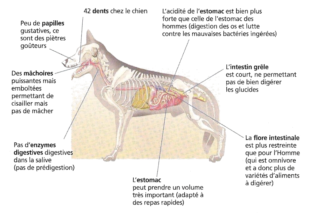 Anatomie carnivore "Encyclopédie du Berger Allemand" Dr Dominique Grandjean - Chapitre Nutrition et Alimentation – Éditions Aniwa 2003