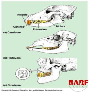 Qu Est Ce Qu Un Carnivore Barf Asso Association Loi 1901 Visant A Promouvoir L Alimentation Naturelle Des Carnivores Domestiques Chiens Chats Et Furets Chiens Chats Et Furets